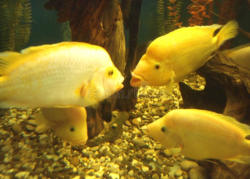 Large yellow fish in the aquarium communicate with each other. Large yellow fish in the aquarium communicate with each other