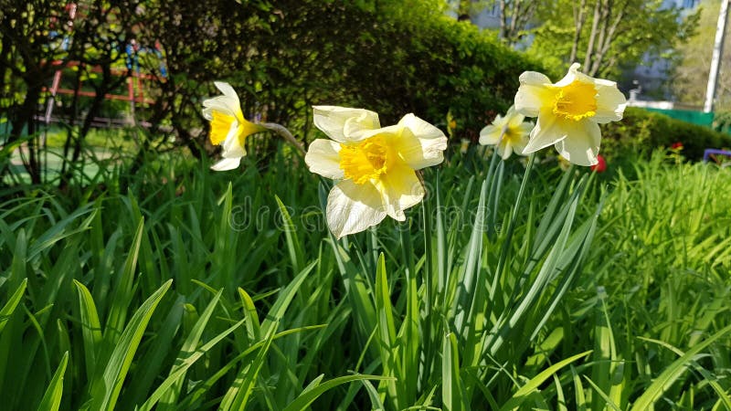 Gele daffodiekoppen onder gras Bloemd met bloeiende narcistische bloemen en vers groen gras Voorjaarsnatuur stock afbeeldingen Gele daffodiekoppen onder gras Bloemd met bloeiende narcistische bloemen en vers groen gras Voorjaarsnatuur stock afbeeldingen