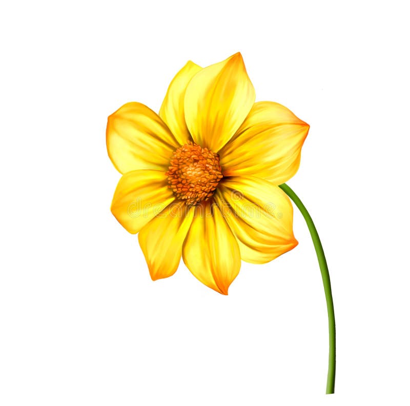 Gele Dahliabloem, de Lentebloem geïsoleerde stock illustratie Gele Dahliabloem, de Lentebloem geïsoleerde stock illustratie