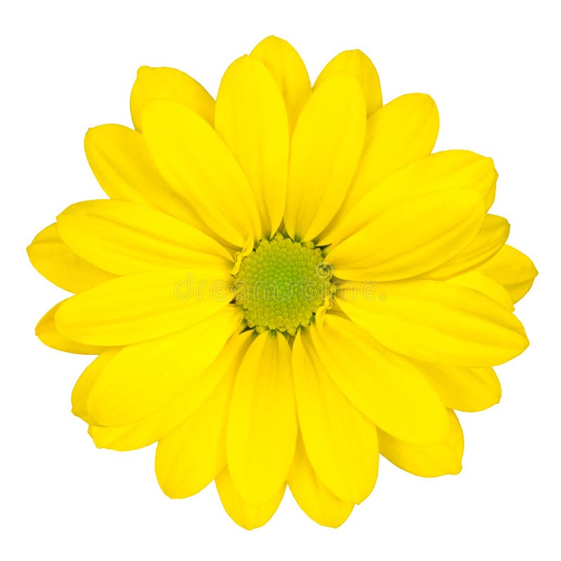 Gele Daisy Flower met Groen Geïsoleerde Centrum