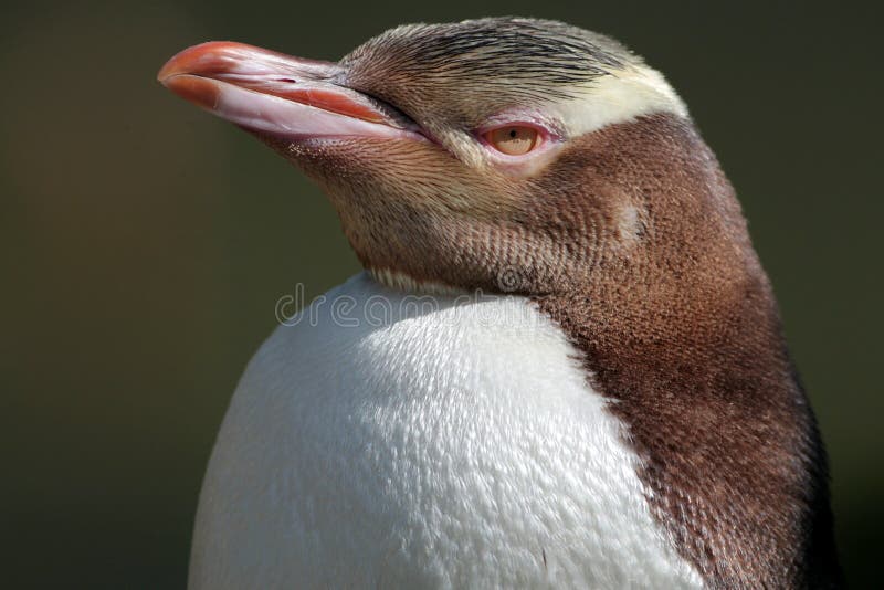 Gele eyed pinguïn stock afbeeldingen Gele eyed pinguïn stock afbeeldingen
