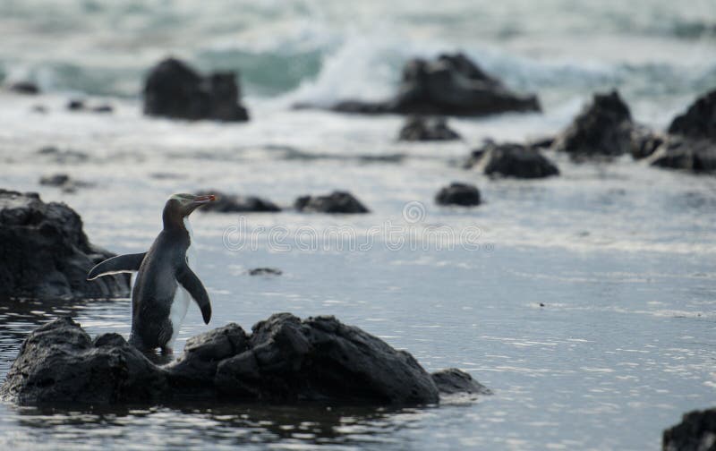 Gele eyed pinguïn bij de baai zuidelijke kust van het Curiosum in zuideneiland Nieuw Zeeland. stock afbeelding Gele eyed pinguïn bij de baai zuidelijke kust van het Curiosum in zuideneiland Nieuw Zeeland. stock afbeelding