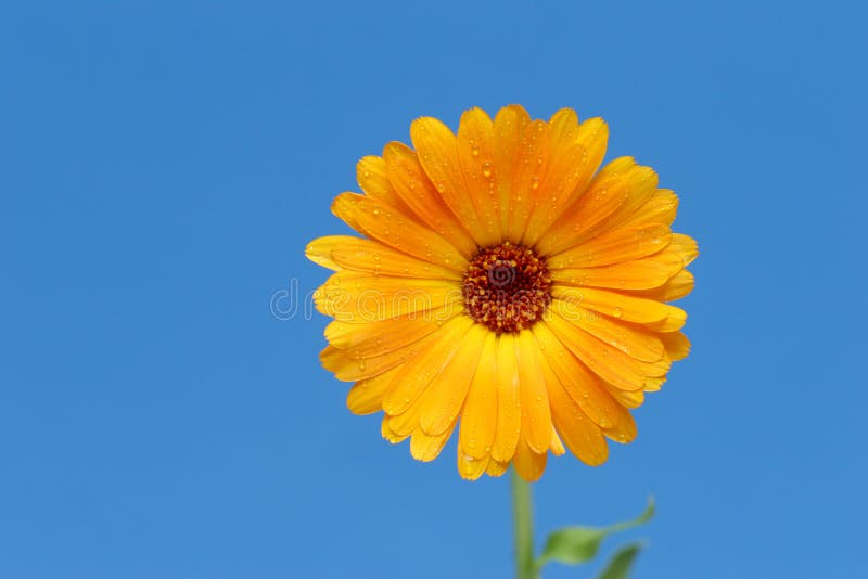 Gele gerberbloem tegen blauw royalty-vrije stock foto Gele gerberbloem tegen blauw royalty-vrije stock foto