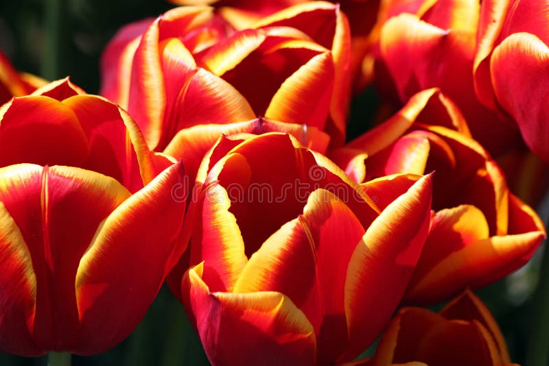 Gele Getipte Rode Tulpen in Volledige Bloei royalty-vrije stock foto's Gele Getipte Rode Tulpen in Volledige Bloei royalty-vrije stock foto's