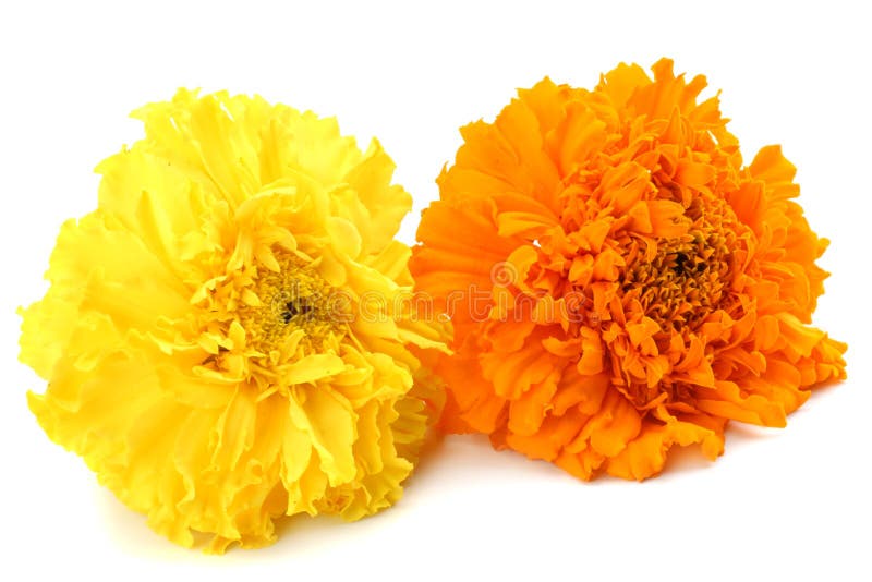 gele Goudsbloembloem, Tagetes-erecta, Mexicaanse goudsbloem, Azteekse goudsbloem, Afrikaanse die goudsbloem op witte achtergrond royalty-vrije stock afbeeldingen gele Goudsbloembloem, Tagetes-erecta, Mexicaanse goudsbloem, Azteekse goudsbloem, Afrikaanse die goudsbloem op witte achtergrond royalty-vrije stock afbeeldingen