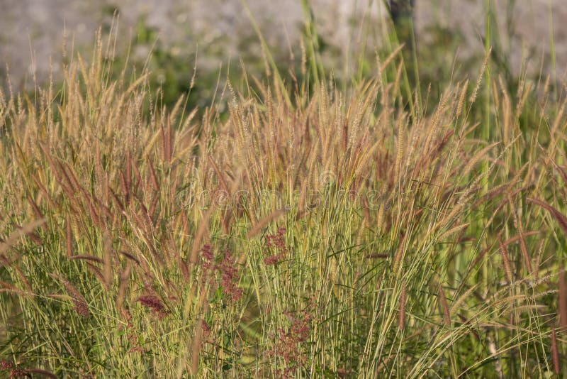 Gele grasbloem stock fotografie Gele grasbloem stock fotografie