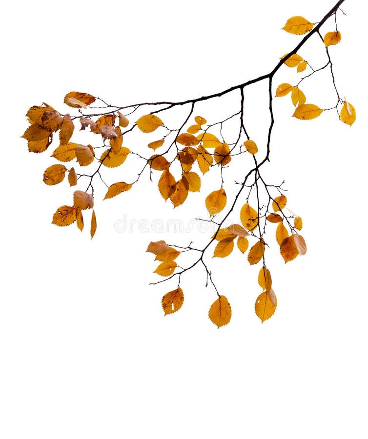 Gele herfstdiebladeren op boomtak op wit wordt geïsoleerd
