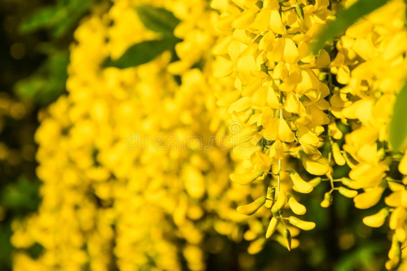 Gele het detailfoto van de acaciabloem royalty-vrije stock afbeeldingen Gele het detailfoto van de acaciabloem royalty-vrije stock afbeeldingen