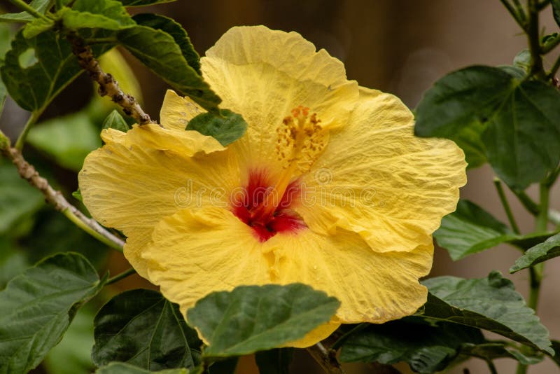 Gele hibiscus stock afbeelding Gele hibiscus stock afbeelding