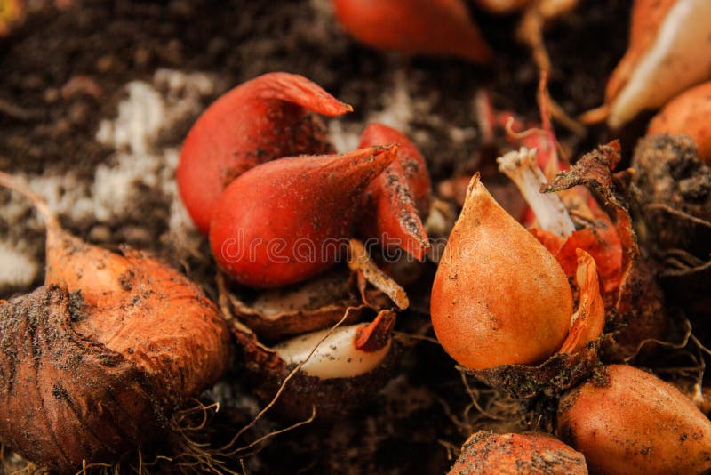 Gele kleine schoongemaakte niet uien voor het planten royalty-vrije stock afbeelding Gele kleine schoongemaakte niet uien voor het planten royalty-vrije stock afbeelding