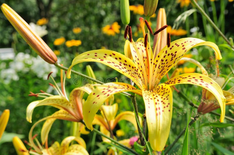 Beautiful yellow lilies with brown speckles on a flower bed in summer. Beautiful yellow lilies with brown speckles on a flower bed in summer