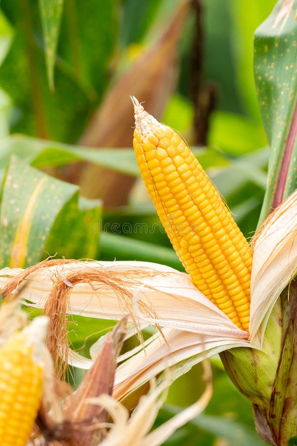 Gele maïskolf van suikermaïs op het gebied Verzamel graangewas