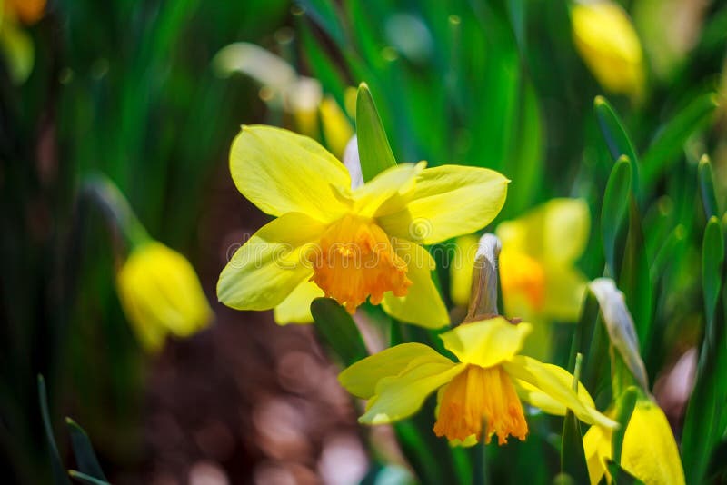 Gele narcis in de de Lentelente, de zomer, geel warme zomer, omhoog, stock foto's Gele narcis in de de Lentelente, de zomer, geel warme zomer, omhoog, stock foto's