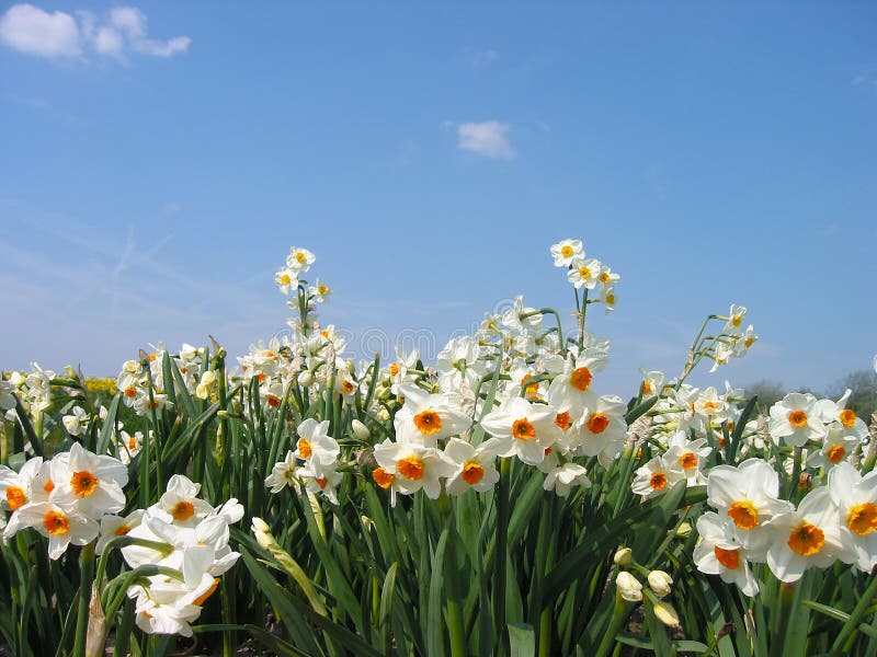 Gele narcissen Gele narcissen