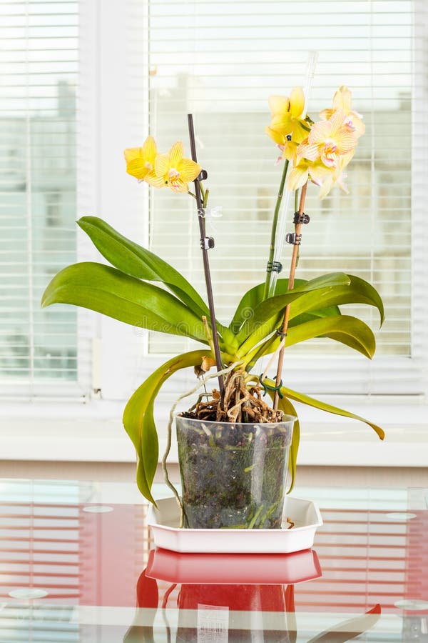 Verkoper lade vrijwilliger Gele Orchidee Pottenbloem in Transparante Bloempot Stock Afbeelding - Image  of aarde, wortel: 42757553