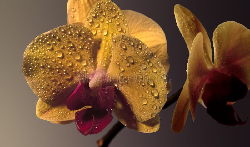 Gele orchideebloem stock fotografie Gele orchideebloem stock fotografie