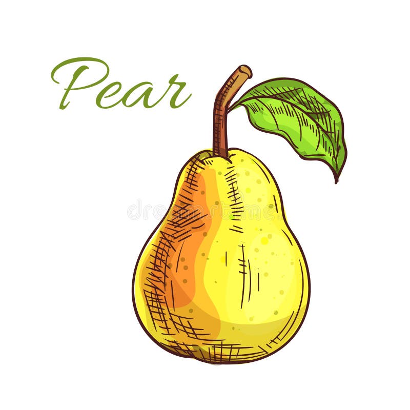 Gele perenfruit geïsoleerde schets vector illustratie Gele perenfruit geïsoleerde schets vector illustratie