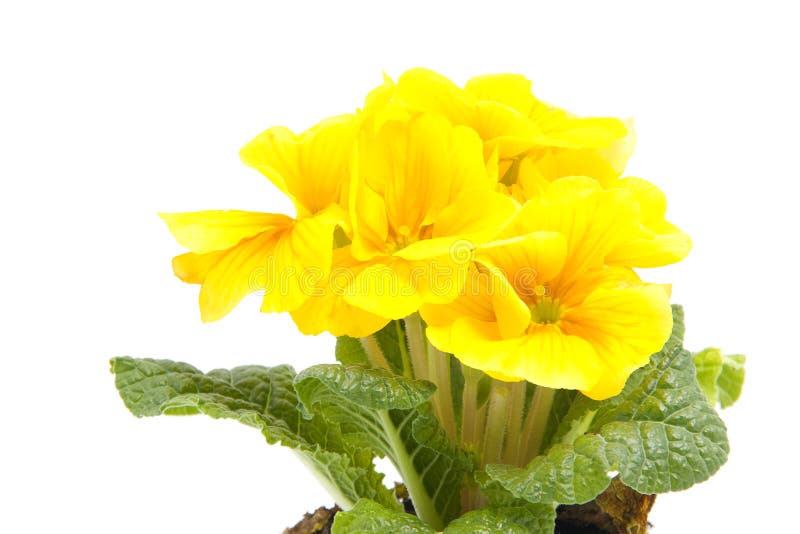 Gele Primulabloem royalty-vrije stock afbeelding