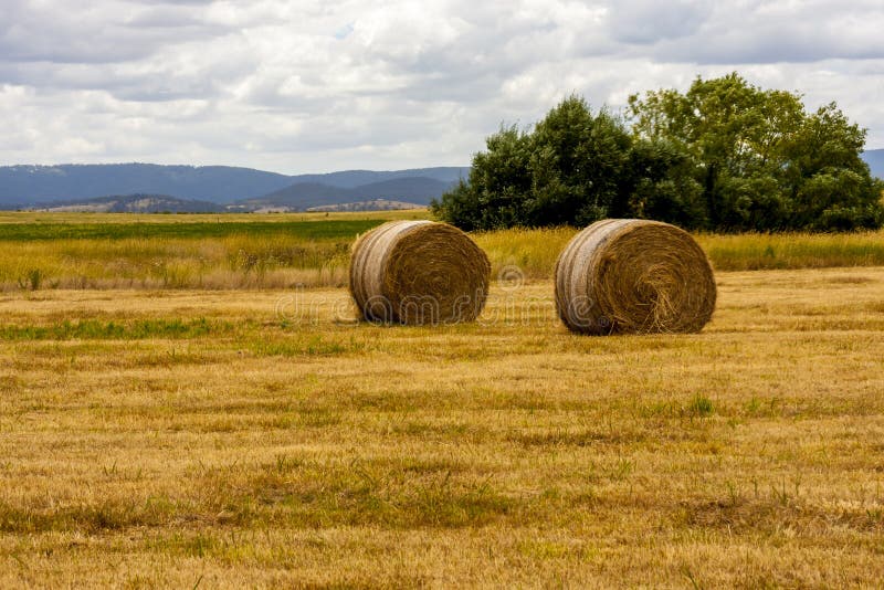 Gele rijpe hooibergen van tarwe, gebied in Zuid-Australi? Landelijk landschap stock foto Gele rijpe hooibergen van tarwe, gebied in Zuid-Australi? Landelijk landschap stock foto