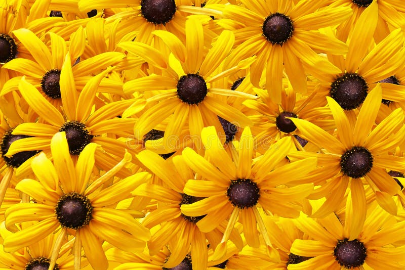 Gele rudbeckia of Zwarte Eyed de bloemenachtergrond van Susan royalty-vrije stock fotografie Gele rudbeckia of Zwarte Eyed de bloemenachtergrond van Susan royalty-vrije stock fotografie