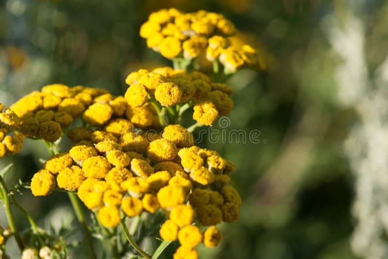 Gele tansy bittere bloemen, gemeenschappelijke tansy, bittere knoop, koe, of gouden knopen in de groene de zomerweide wildflowers stock foto Gele tansy bittere bloemen, gemeenschappelijke tansy, bittere knoop, koe, of gouden knopen in de groene de zomerweide wildflowers stock foto