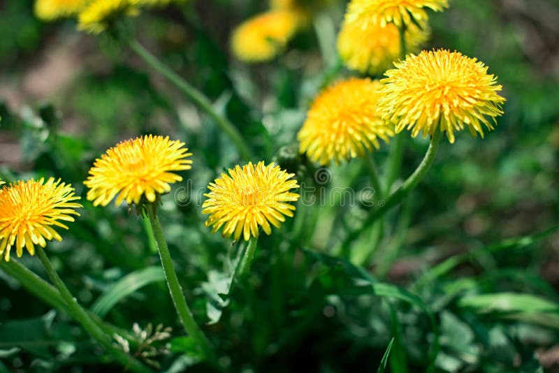 Gele Taraxacum officinale royalty-vrije stock fotografie Gele Taraxacum officinale royalty-vrije stock fotografie