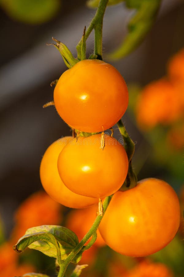 Gele tomaten in de kaasmakerij in augustus. royalty-vrije stock fotografie