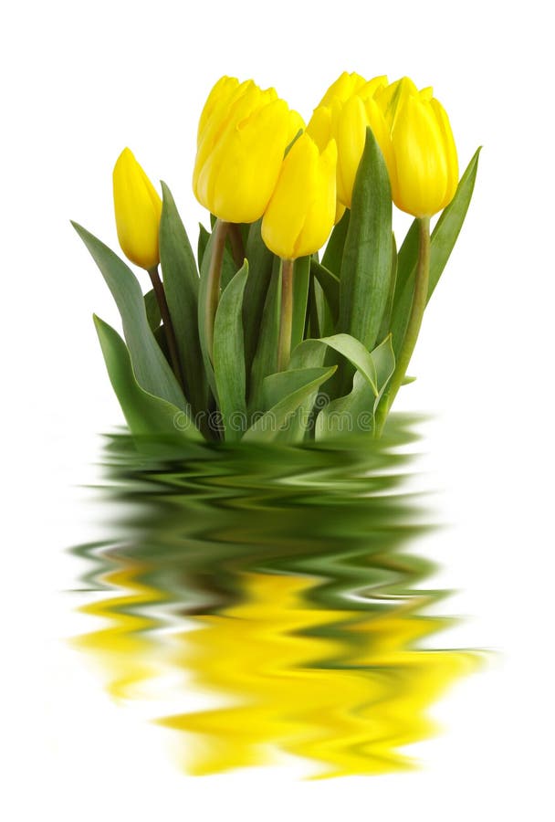 Gele tulpen royalty-vrije stock foto Gele tulpen royalty-vrije stock foto