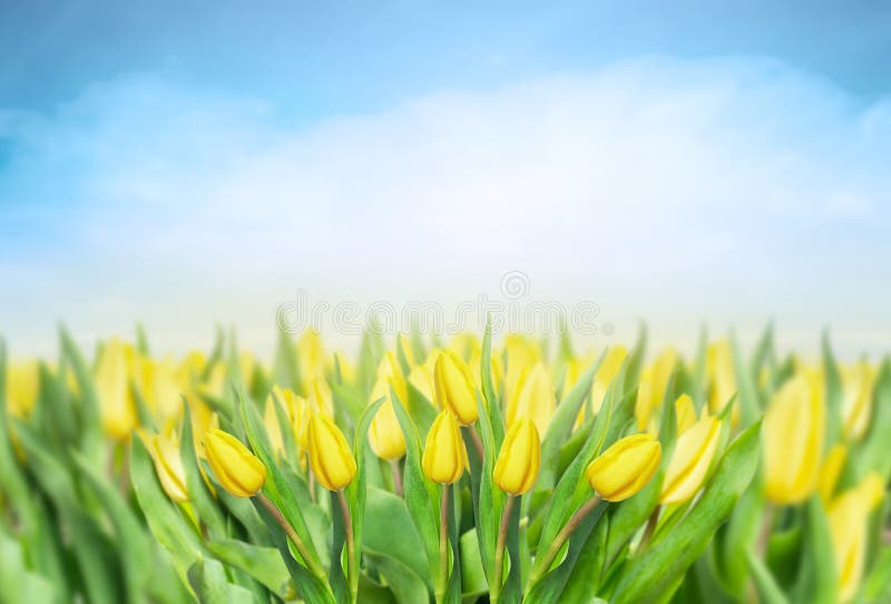 Gele tulpen over hemel, de achtergrond van de lentebloemen