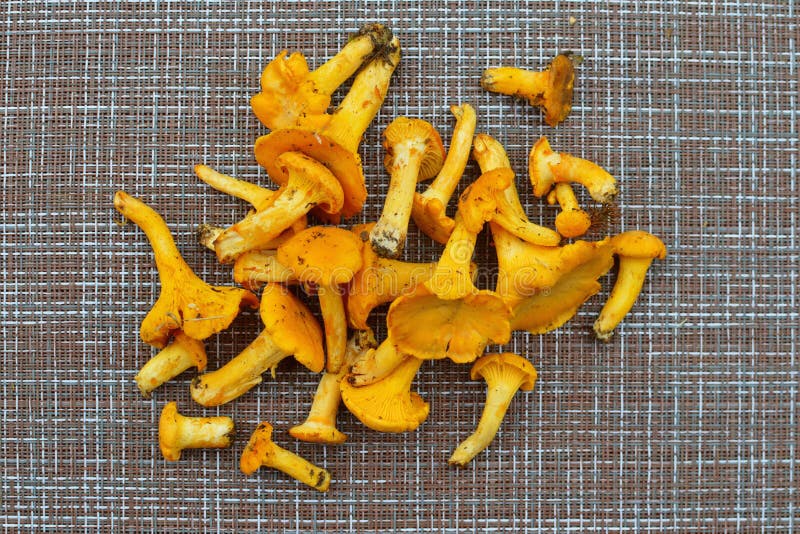 Gele verse de herfstpaddestoelen voor het braden voor diner royalty-vrije stock fotografie Gele verse de herfstpaddestoelen voor het braden voor diner royalty-vrije stock fotografie