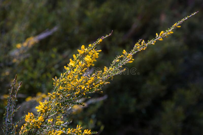 Gele wildflowers op Onderstel Hotham, Victoriaanse Alpen, Australië stock afbeeldingen Gele wildflowers op Onderstel Hotham, Victoriaanse Alpen, Australië stock afbeeldingen