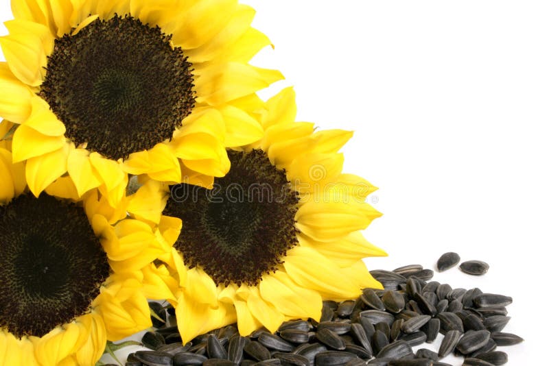 Gele zonnebloemen en zonnebloemzaden royalty-vrije stock foto Gele zonnebloemen en zonnebloemzaden royalty-vrije stock foto