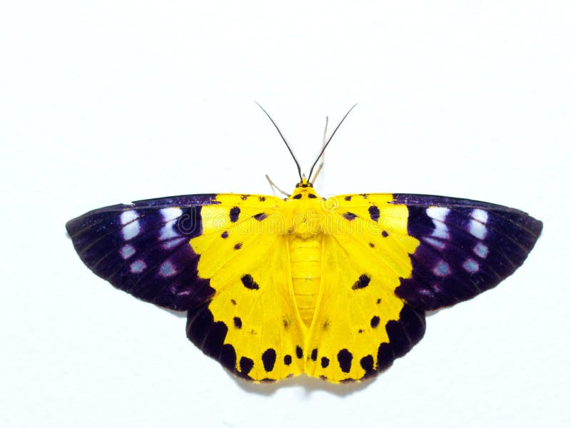 Gele, zwarte, en witte die mot, een soort insect gelijkend op vlinder, op witte achtergrond wordt geïsoleerd stock afbeeldingen Gele, zwarte, en witte die mot, een soort insect gelijkend op vlinder, op witte achtergrond wordt geïsoleerd stock afbeeldingen