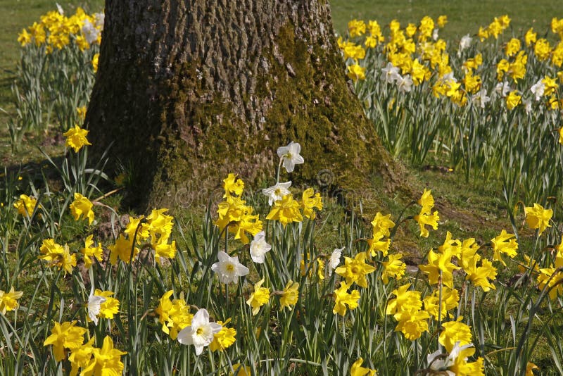 Geleende lelies, Gele narcissen in de lente, Duitsland