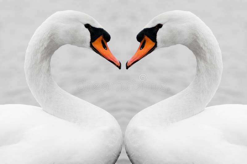 Geliebte von Schwänen lizenzfreies stockbild Geliebte von Schwänen lizenzfreies stockbild