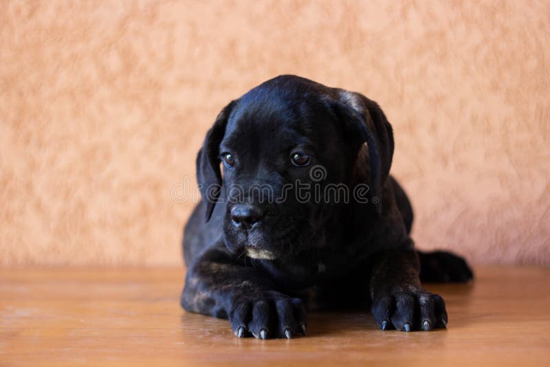 Geliebter Welpe lizenzfreies stockfoto Geliebter Welpe lizenzfreies stockfoto