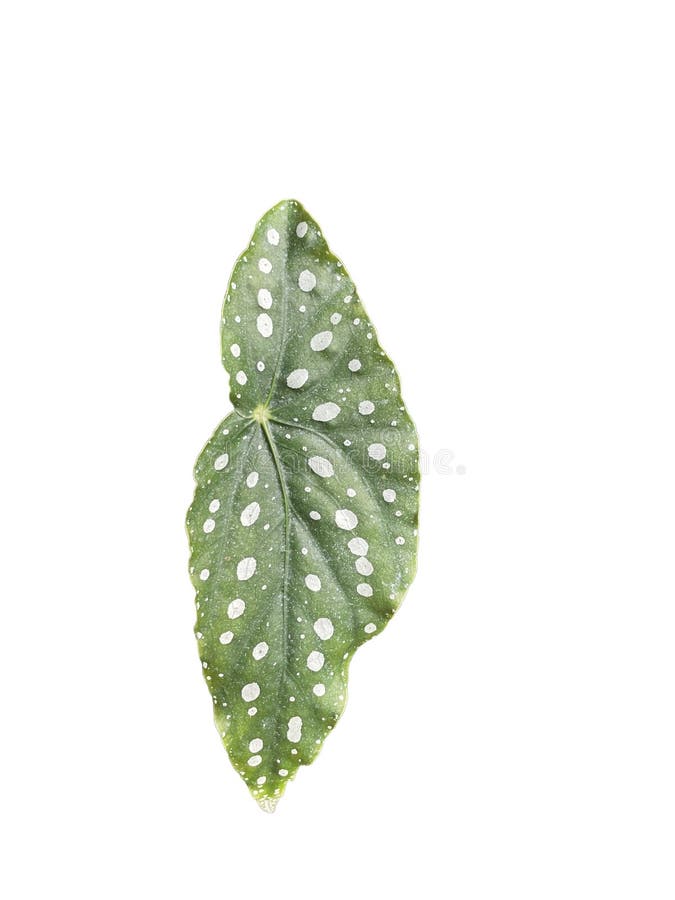 Gelo Branco Begonia Maculata Folha Verde Com Ponto Polka Branco, Fofo  Isolado Em Plantas De Fundo Branco Plantas De Hipster Lindo Imagem de Stock  - Imagem de invertebrado, ponto: 231393253