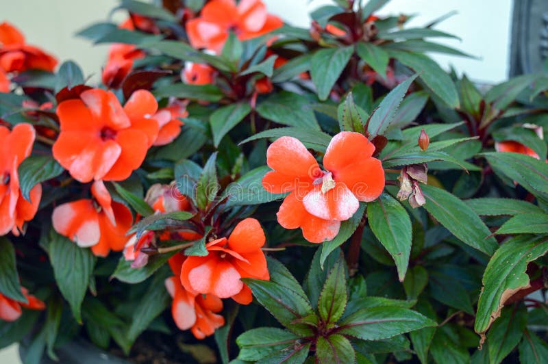 Gelo Da Laranja De Nova Guiné Impatiens Foto de Stock - Imagem de planta,  brilhante: 80445566