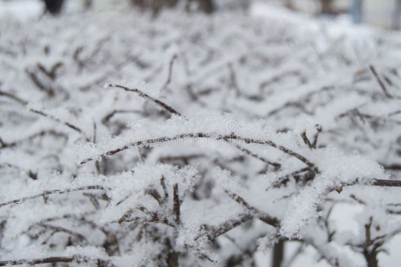 Gelo e neve gelati sui rami congelati di alberi e arbusti, fondo invernale naturale immagini stock libere da diritti Gelo e neve gelati sui rami congelati di alberi e arbusti, fondo invernale naturale immagini stock libere da diritti