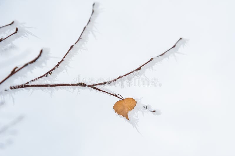 Gelo invernale su foglia-cuore fotografia stock