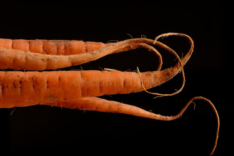 Hund mit Karotte stockbild. Bild von vegetarier, frisch 53848209
