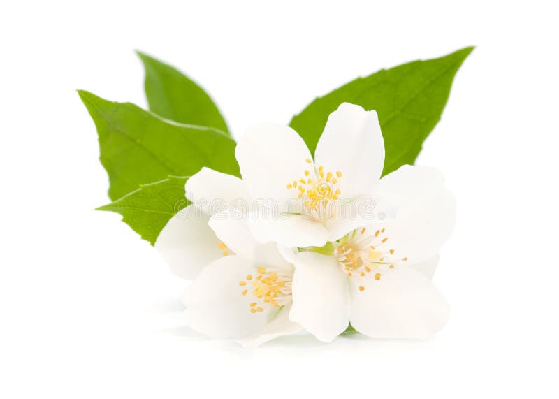 Gelsomino immagini stock libere da diritti Gelsomino immagini stock libere da diritti