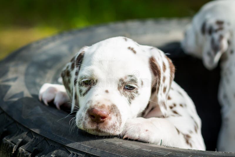 Gelukkig Dalmatisch puppy in het genieten van de van zomer Huisdieren buiten Cutre kleine honden die onder zonlichten ontspannen stock fotografie Gelukkig Dalmatisch puppy in het genieten van de van zomer Huisdieren buiten Cutre kleine honden die onder zonlichten ontspannen stock fotografie