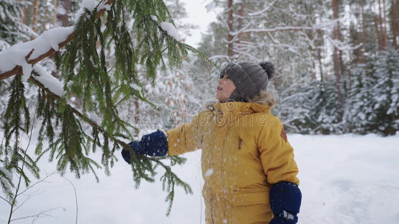 Gelukkig jongetje speelt met sparren in bos in wintervakantie peuter onderzoekt de natuur