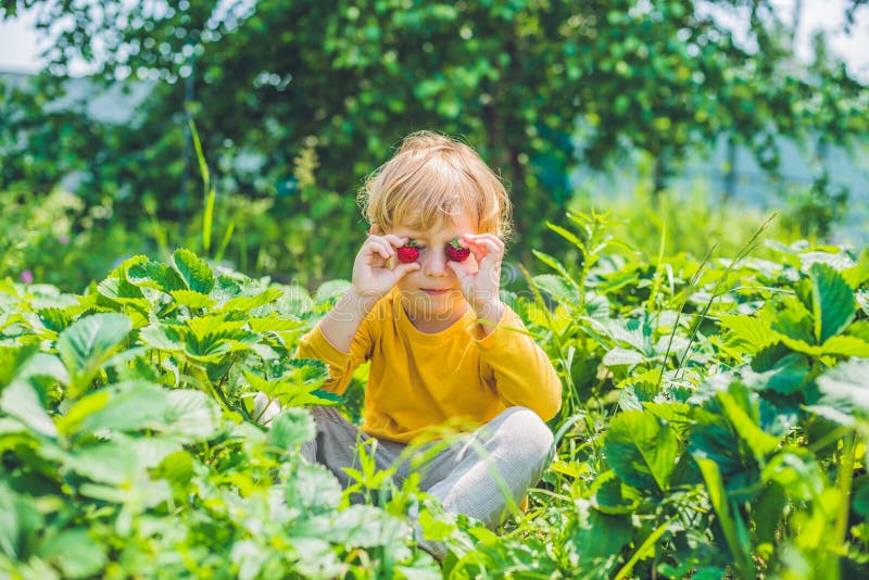 Happy caucasian little boy picking and eating strawberries on berry farm in summer. Happy caucasian little boy picking and eating strawberries on berry farm in summer.