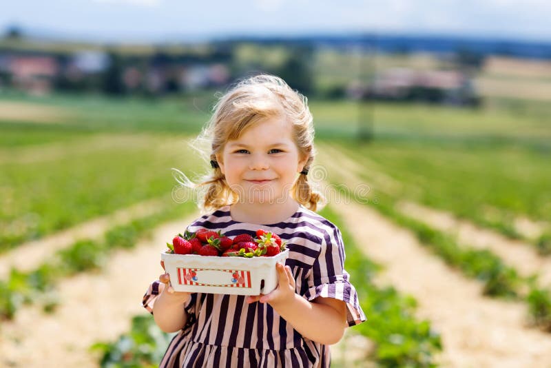 Happy little toddler girl picking and eating strawberries on organic berry farm in summer, on warm sunny day. Child having fun with helping. Kid on strawberry plantation field, ripe red berries. Happy little toddler girl picking and eating strawberries on organic berry farm in summer, on warm sunny day. Child having fun with helping. Kid on strawberry plantation field, ripe red berries