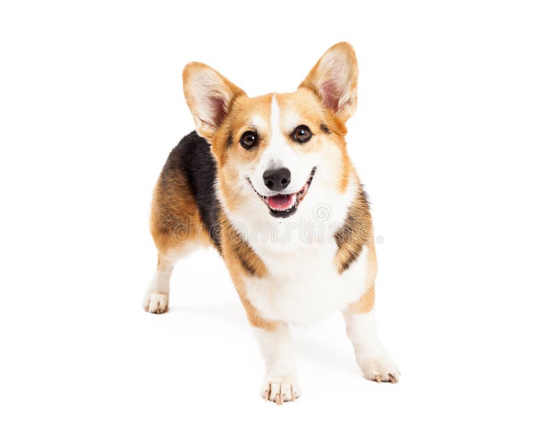 Gelukkige Pembroke Welsh Corgi hond staand royalty-vrije stock afbeelding