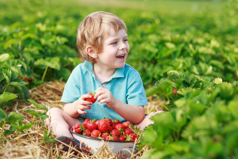 Happy little toddler boy on pick a berry farm picking strawberries in bucket, outdoors. Happy little toddler boy on pick a berry farm picking strawberries in bucket, outdoors