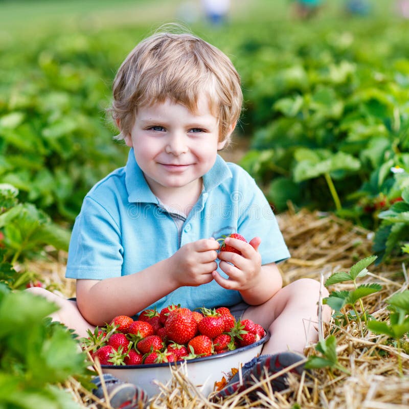 Happy little toddler boy on pick a berry farm picking strawberries in bucket, outdoors. Funny kid eating fresh organic berries. On sunny warm summer day. Happy little toddler boy on pick a berry farm picking strawberries in bucket, outdoors. Funny kid eating fresh organic berries. On sunny warm summer day.