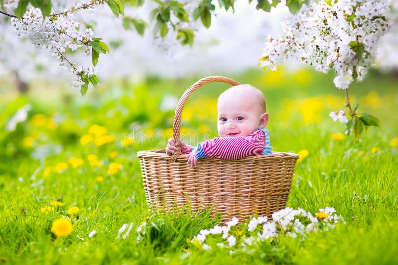 Gelukkige baby in een mand in een bloeiende appelboom